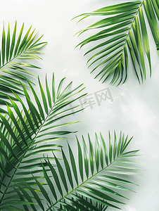 创意艺术设计摄影照片_蓝灰色纸张背景上的热带棕榈叶