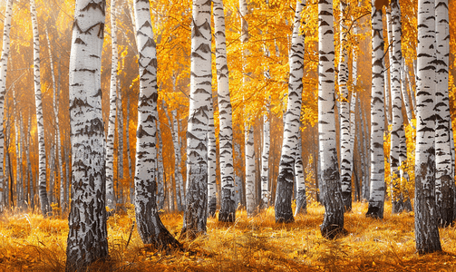 秋季优惠摄影照片_秋天公园里白桦树的树干