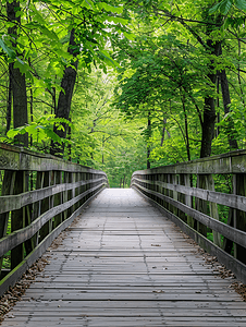清晰的摄影照片_前方清晰的道路可以看到通往森林的人行桥的对称景观