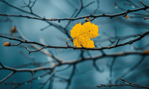 最后的骑士摄影照片_掉落的黄叶缠在树枝上