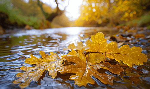 地上橡树的湿黄色落叶