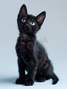 黑色小猫摄影照片_泰国黑猫的肖像泰国饲养的小猫