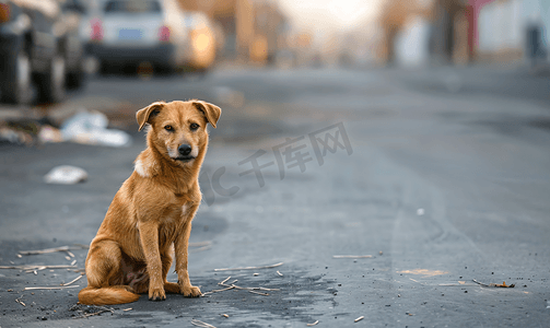 流浪宠物摄影照片_街上的狗流浪动物宠物丢失了