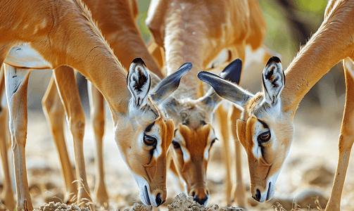 一群红羚羊正在进食