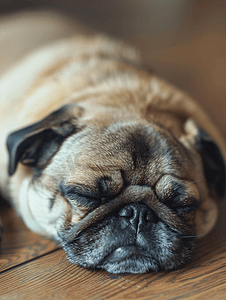 可爱的哈巴狗小狗睡在木地板上复古色调的特写脸