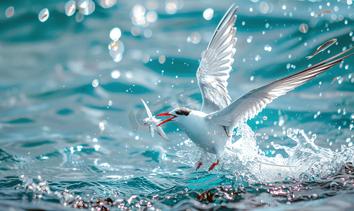 冰岛夏季北极燕鸥或克里亚鸟从海上飞翔和捕鱼