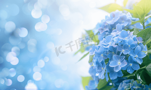 蓝色丝绸飘带摄影照片_令人惊叹的蓝色绣球花在夏季开花