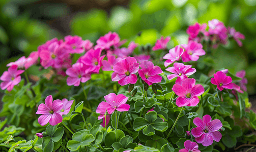 英国花园里生长的一小群粉红