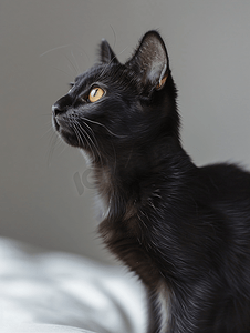 可爱的猫摄影照片_泰国黑猫的肖像泰国饲养的小猫