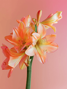 浪漫花语浮雕背景摄影照片_多种颜色的花