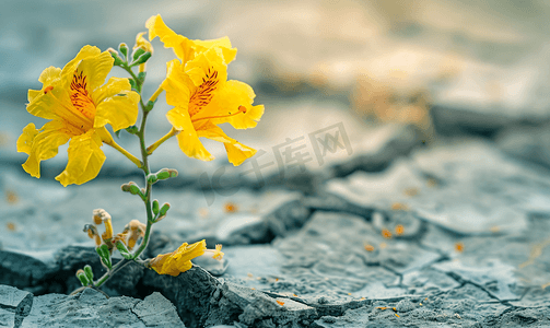 墙面效果图摄影照片_干燥开裂的土壤有黄花黄凤凰木