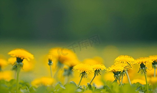 田野春天摄影照片_草地上有黄色蒲公英黄色蒲公英对黄绿色田野的模糊