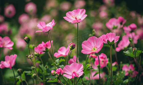 英国花园里生长的一小群粉红