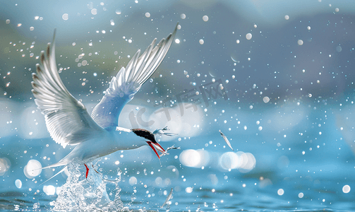 冰岛夏季北极燕鸥或克里亚鸟从海上飞翔和捕鱼
