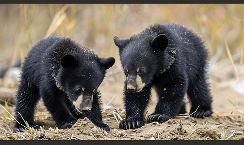 可爱动物幼崽摄影照片_一对可爱的黑熊幼崽嗅着地面