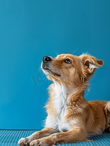 可爱端午粽子摄影照片_可爱的混种狗躺在凉爽的垫子上抬头看着蓝色的墙壁背景