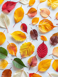 杂色纹理摄影照片_各种杂色树叶的秋天背景
