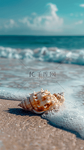 夏日海景海滩波浪上的海螺背景图片