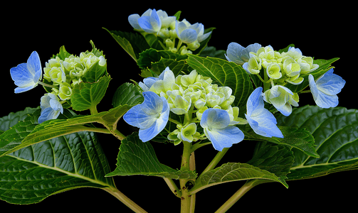 多彩夏季摄影照片_蓝色花边绣球花刚刚开始开花