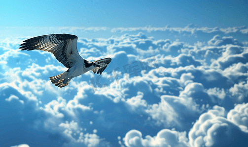 令人惊叹的鱼鹰飞过云层