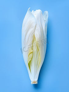 菊苣菊苣维特洛夫蔬菜蓝色背景中的新鲜菊苣