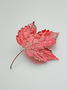 剪纸风剪纸摄影照片_九皮风果灌木落下的红叶