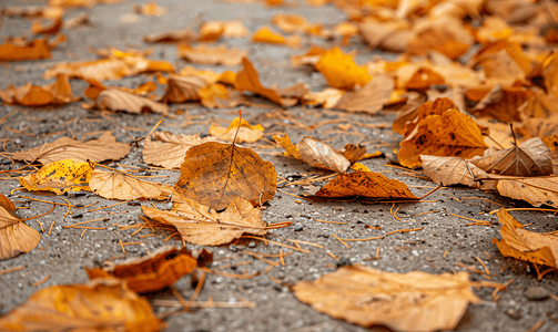 地上干燥的秋叶