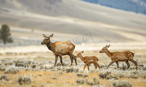 麋鹿gif摄影照片_一群麋鹿或加拿大马鹿穿过黄石灌木丛
