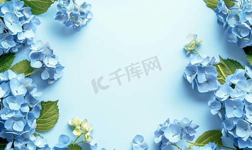 psd花边摄影照片_令人惊叹的蓝色绣球花在夏季开花