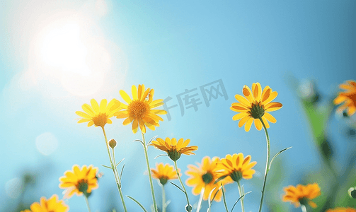 黄色金盏花和雏菊有柔软的自然背景蓝天