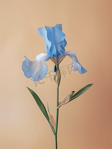 花瓶蓝色摄影照片_方形浅棕色背景的蓝色鸢尾花