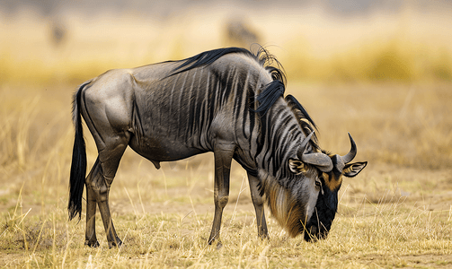 金牛素材摄影照片_蓝色角马或斑纹牛羚吃草