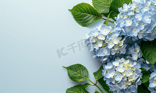 淡蓝色绣球花盛开
