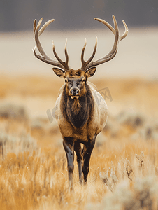 麋鹿gif摄影照片_麋鹿或马鹿加拿大穿过黄石灌木丛