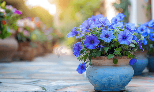 蓝色花束摄影照片_街道装饰花卉景观设计蓝色小花盆外