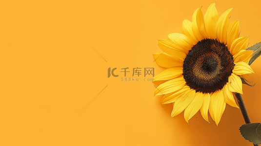 夏日贴片背景图片_简约清新夏日一朵向日葵背景3