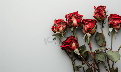 一束枯萎的红玫瑰花与复制空间
