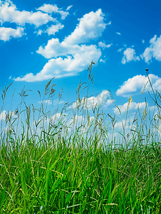 绿草和蓝天背景