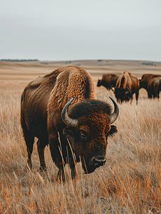 达科他州摄影照片_水牛在南达科他州的平原草原上吃草
