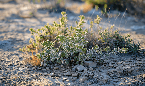 双色冰激凌摄影照片_沙漠花园中的双色地被植物