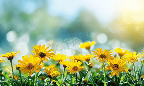 黄色金盏花和雏菊有柔软的自然背景蓝天