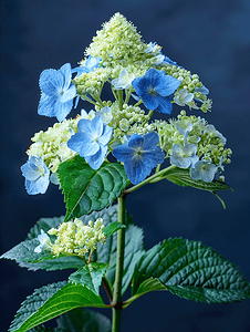 蓝色花边绣球花盛开