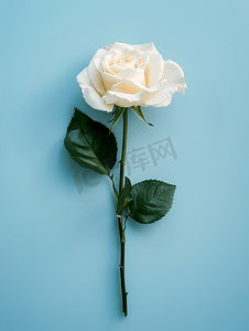 绿色玫瑰花摄影照片_淡蓝色背景中的新鲜白玫瑰花