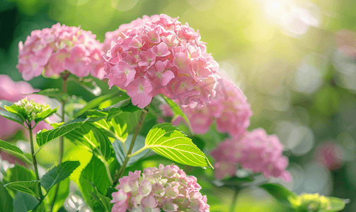 粉红kt板摄影照片_英国花园里盛开的粉红绣球花