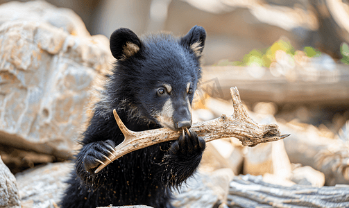 年轻的黑熊幼崽玩鹿角