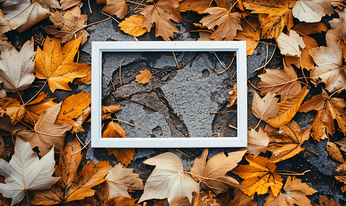 地上干枯的秋叶和白色的框架