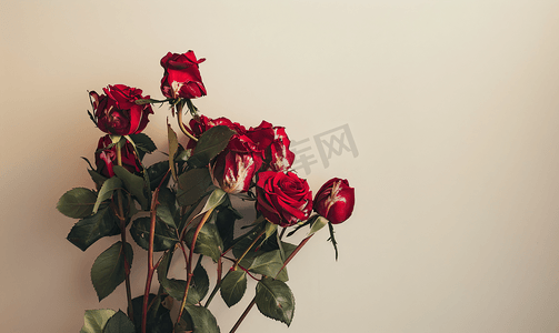 颓废摄影照片_一束枯萎的红玫瑰花与复制空间