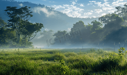 热带海摄影照片_森林中的晨雾热带森林中美丽的风景画草地
