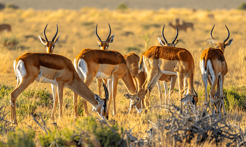 一群红羚羊正在进食