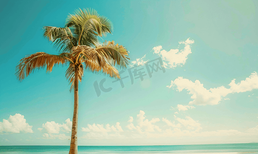 夏日蓝天衬托下海滩上的复古棕榈树色调照片